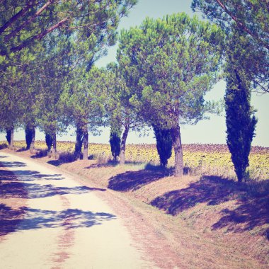 Toprak yol