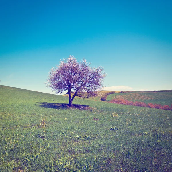 Tree — Stock Photo, Image