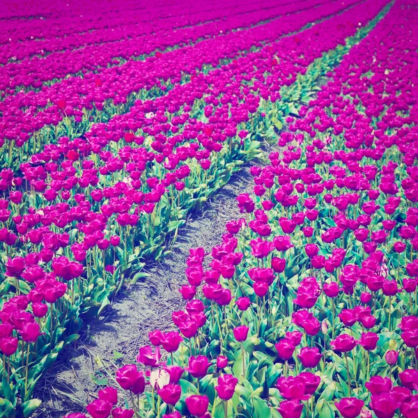 TUlips และ — ภาพถ่ายสต็อก