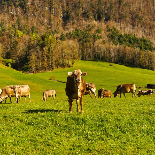 Pastviny — Stock fotografie