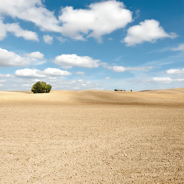 Albero — Foto Stock