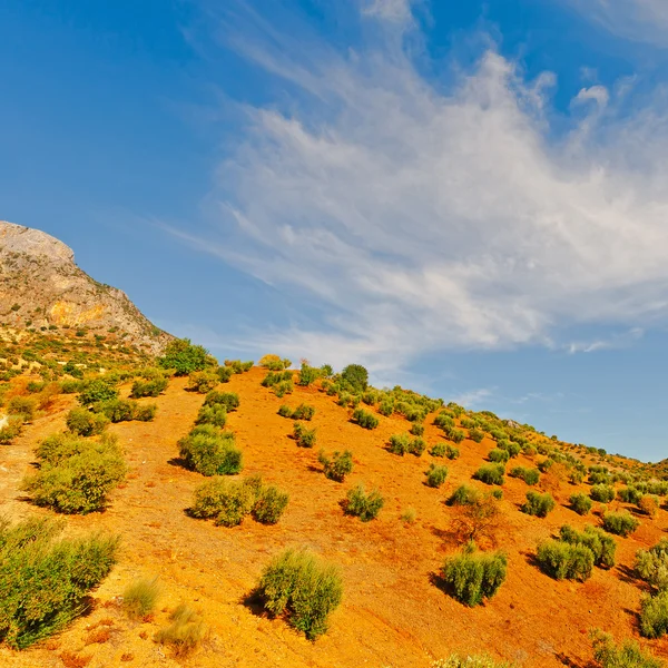 Olive Grove — Stock Photo, Image