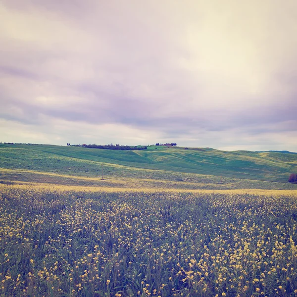 Les prairies — Photo