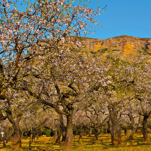 Amêndoas floridas — Fotografia de Stock