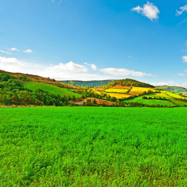 Zonnige weide — Stockfoto