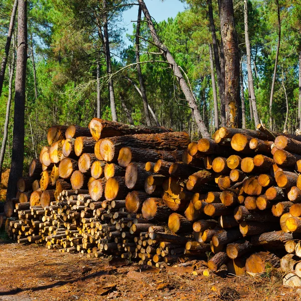 Floresta — Fotografia de Stock