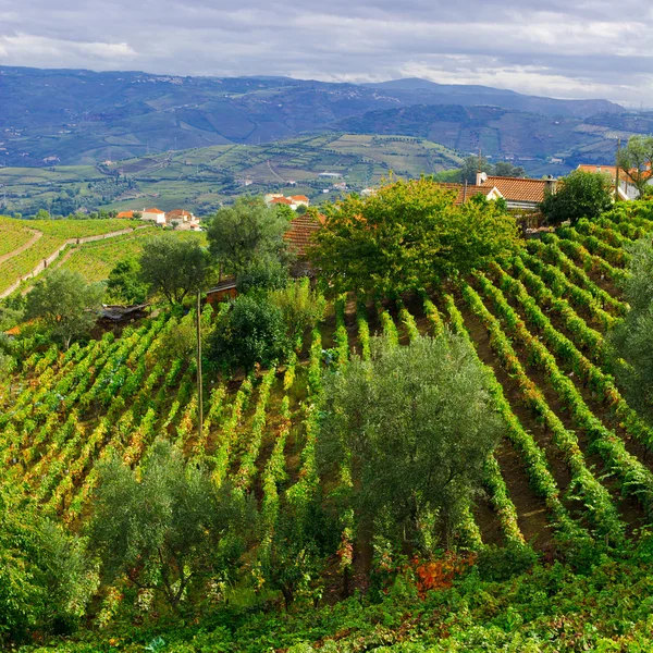 Hills of Portugal — Stock Photo, Image