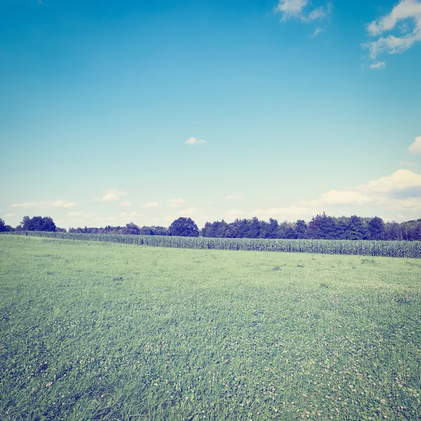 Plantation of Corn — Stock Photo, Image