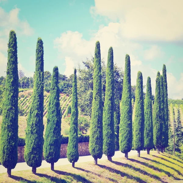 Wzgórza Toskanii z winnic i cyprysów — Zdjęcie stockowe