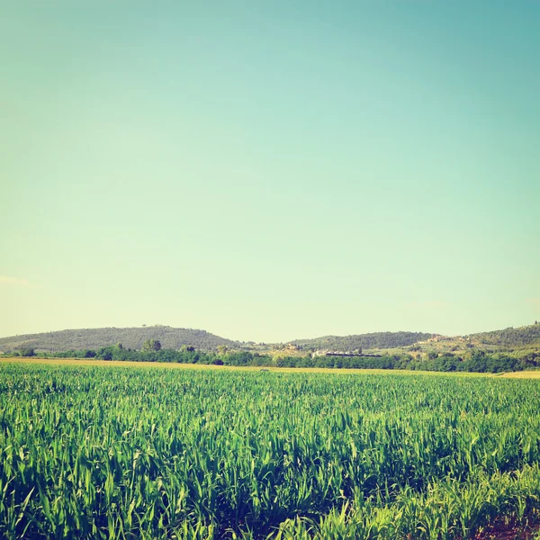 Young Corn — Stock Photo, Image