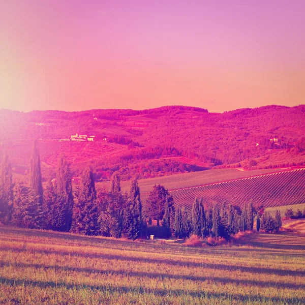 Heuvel van Toscane met wijngaard bij zonsondergang — Stockfoto