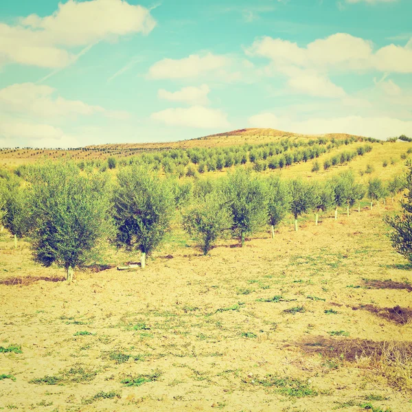 Zeytinlik — Stok fotoğraf