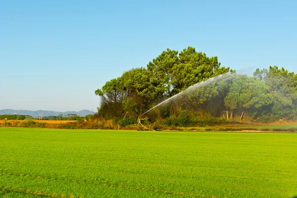 Irrigação por aspersão — Fotografia de Stock