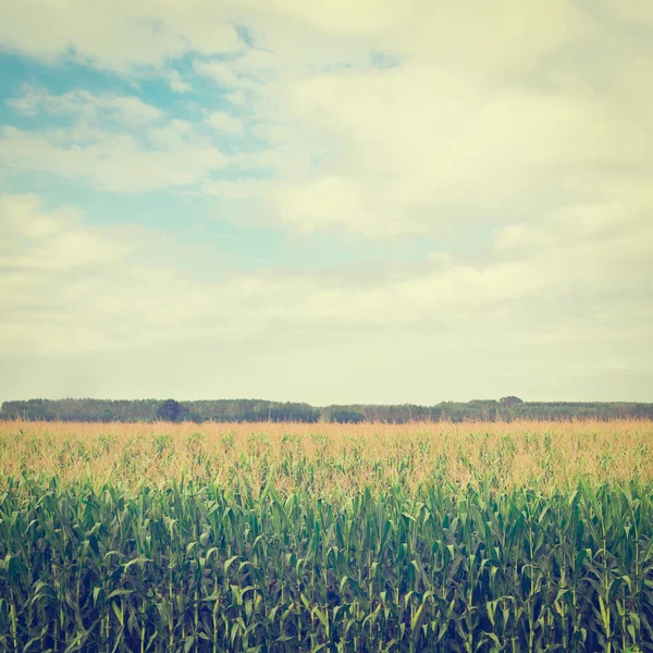 Plantation — Stock Photo, Image