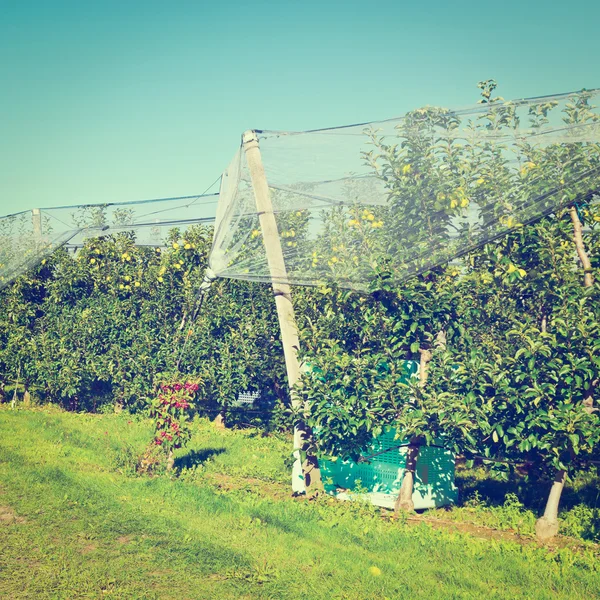 Apple Garden — Stock Photo, Image