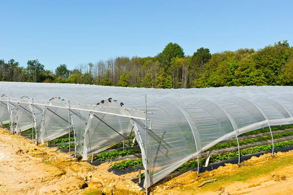 Greenhouse — Stock Photo, Image