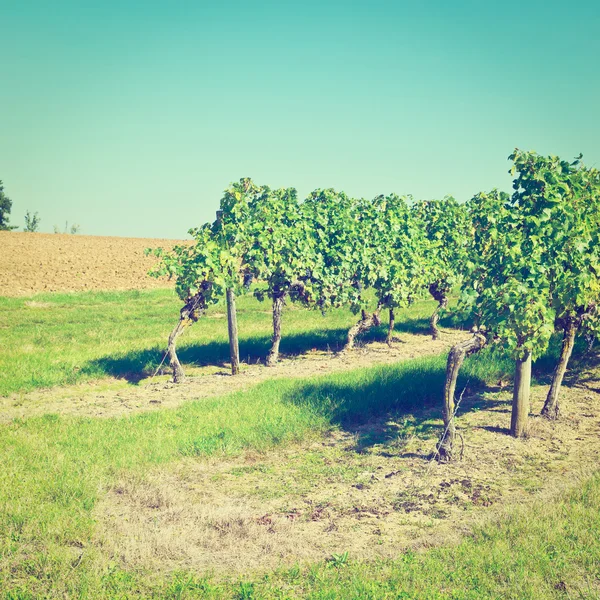 Rangées de vignes — Photo