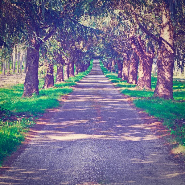 Camino forestal — Foto de Stock