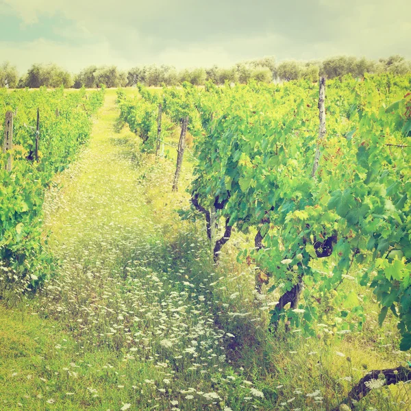 Vignoble — Photo