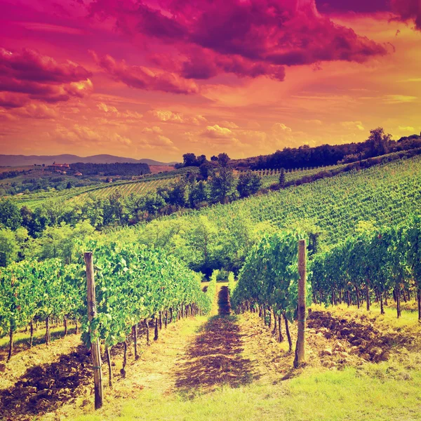 Vineyards at Sunset — Stok fotoğraf