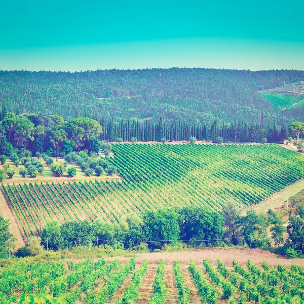 Italienische Weinberge — Stockfoto