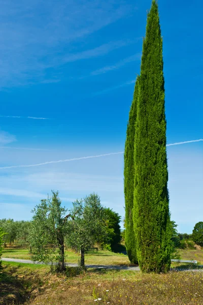 Dois cipreste entre oliveiras — Fotografia de Stock