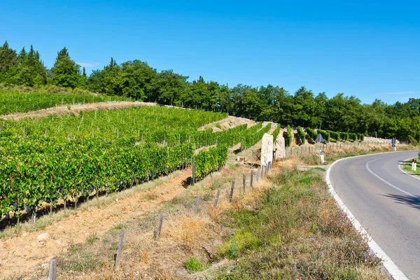 Vingård i Italien — Stockfoto