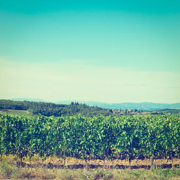 Viñedo — Foto de Stock