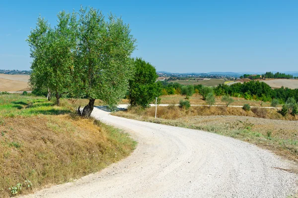 Olivenbaum — Stockfoto