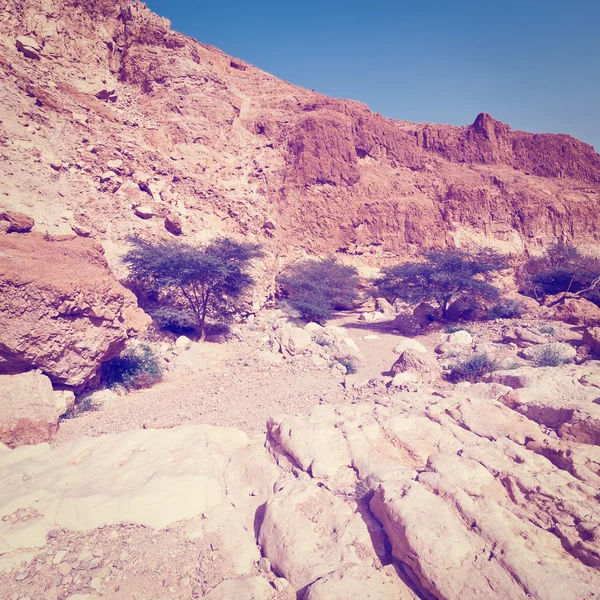 Árboles verdes — Foto de Stock