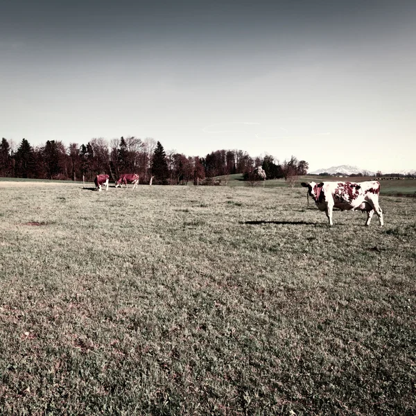 Pasture — Stock Photo, Image