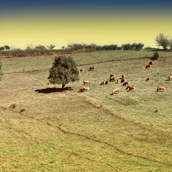 Çayırlar — Stok fotoğraf