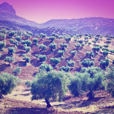 Zeytin Groves gün batımında