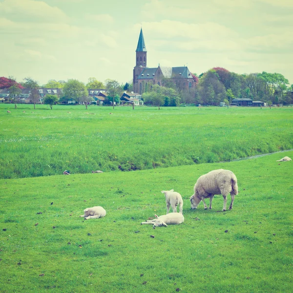 Betande får — Stockfoto