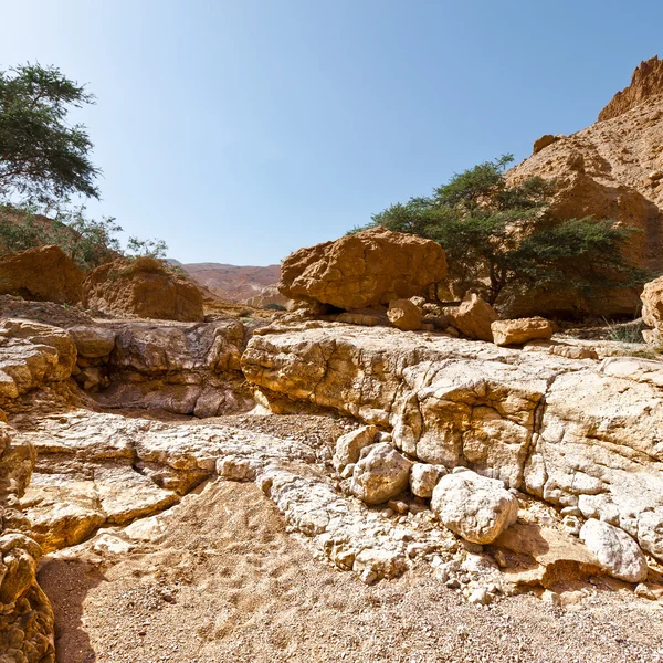 Desierto en primavera — Foto de Stock