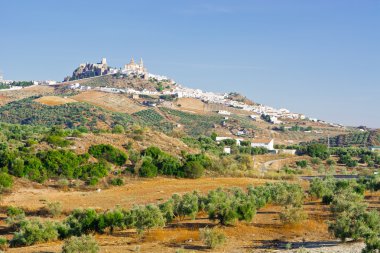 Olvera
