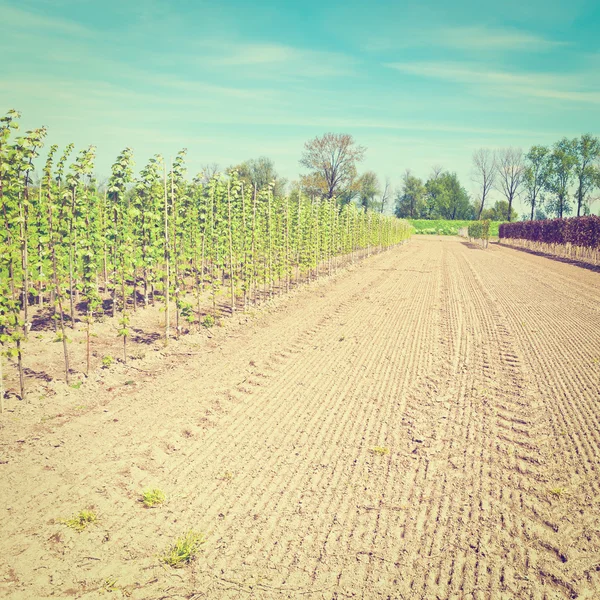 Plantas jóvenes — Foto de Stock