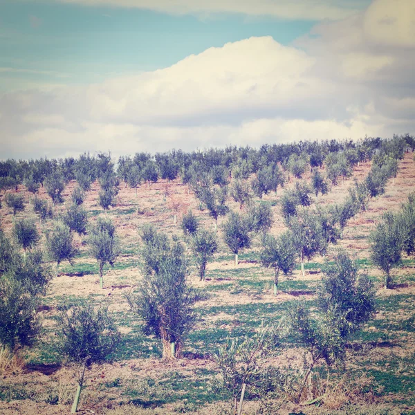 Gajów oliwnych — Zdjęcie stockowe
