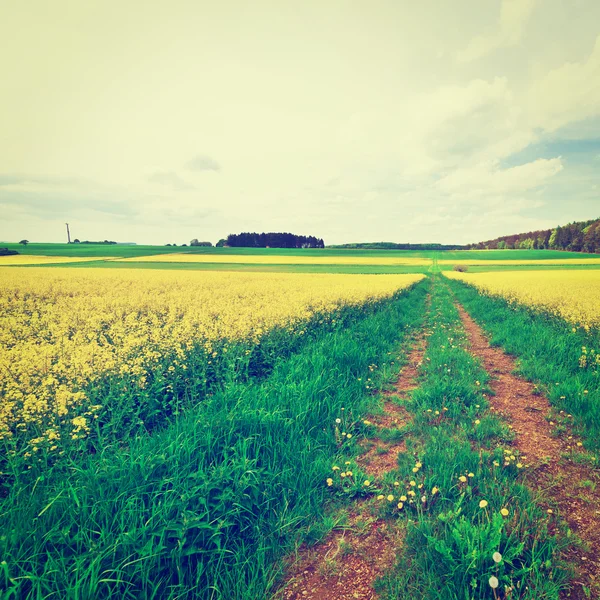 Estrada sobrecultivada — Fotografia de Stock