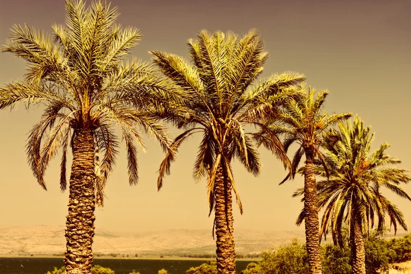 Date Palms — Stock Photo, Image