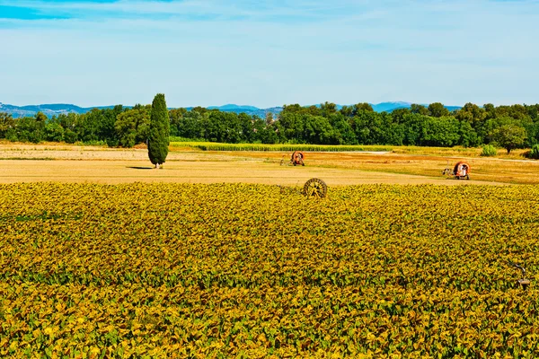 Sonnenblumen — Stockfoto