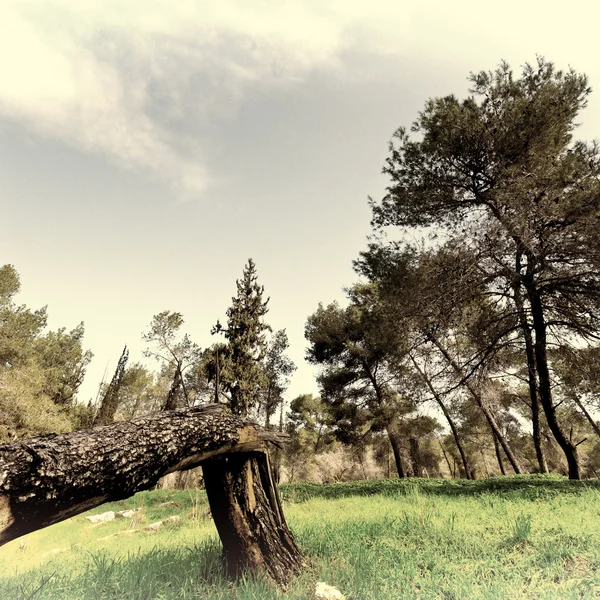 Brutna träd — Stockfoto