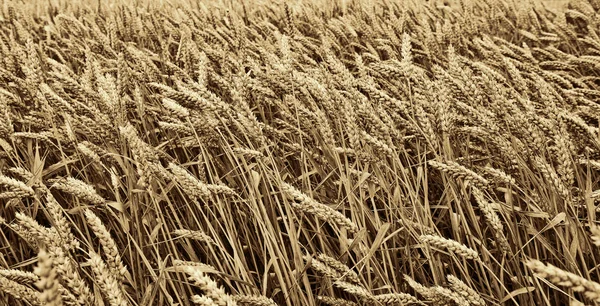 Tarweveld — Stockfoto