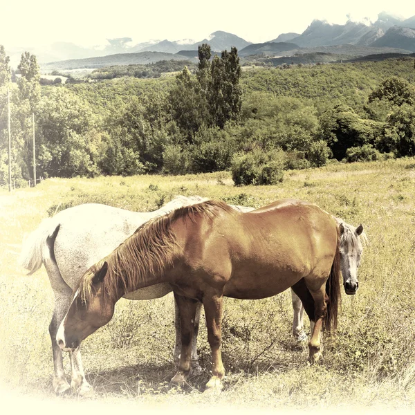 Пасущиеся лошади — стоковое фото