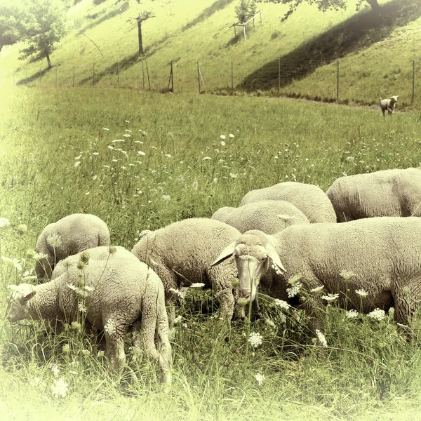 Betande fåren — Stockfoto