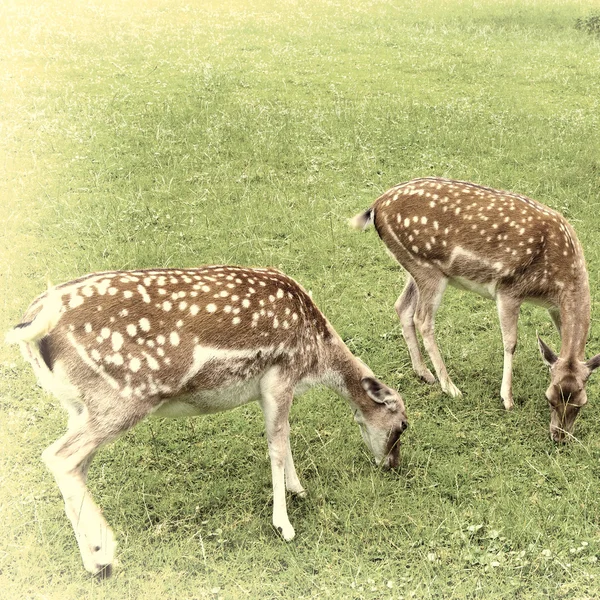 Cerfs — Photo