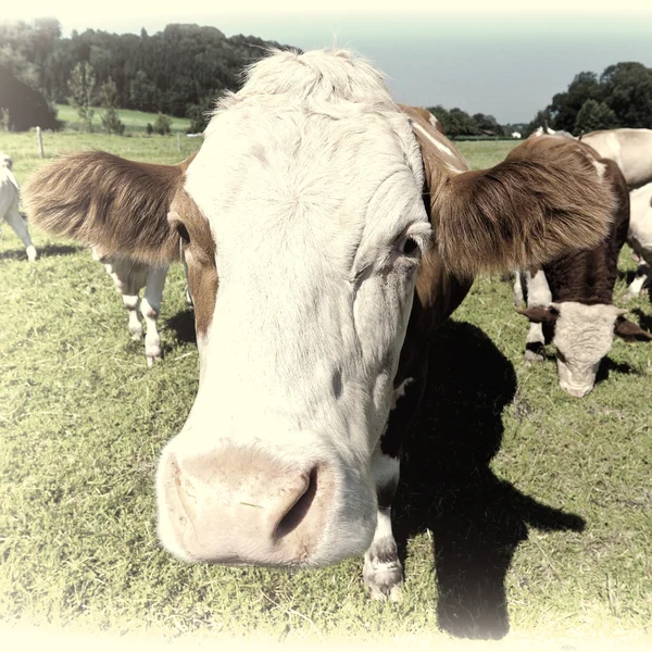 Vacas que pastan — Foto de Stock