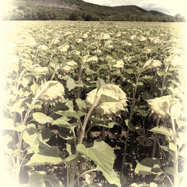 Plantación de girasol — Foto de Stock