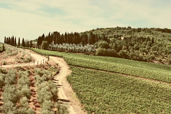 Tuscan Landscape with Vineyards and Olive Groves — Stock Photo, Image