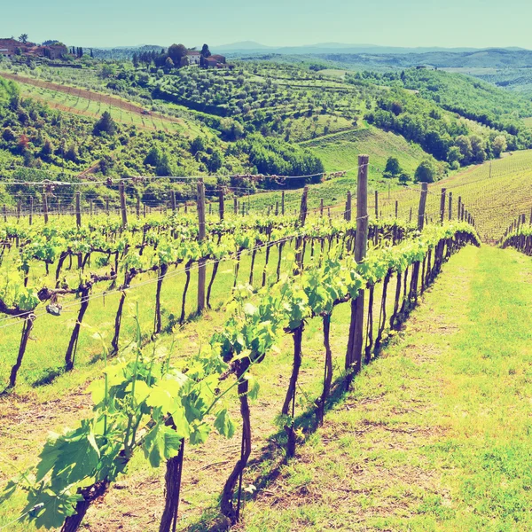 Vineyard — Stock Photo, Image